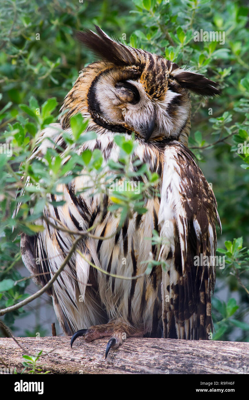 Un hibou dormir sur une branche à Tandil, Argentine. Banque D'Images