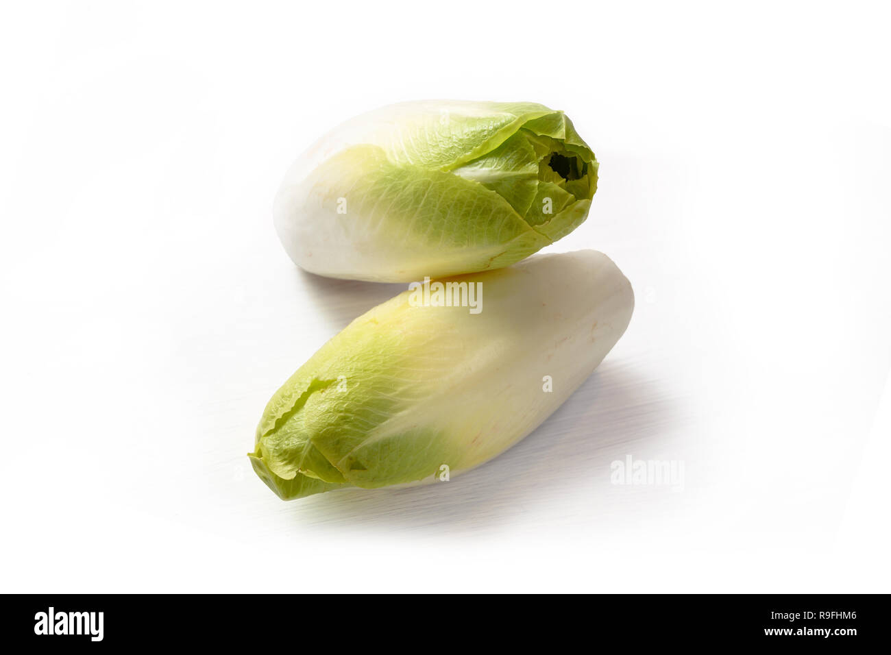 Endives fraîches ou chicorées (Cichorium endivia) isolées avec des ombres sur un fond blanc, copy space Banque D'Images