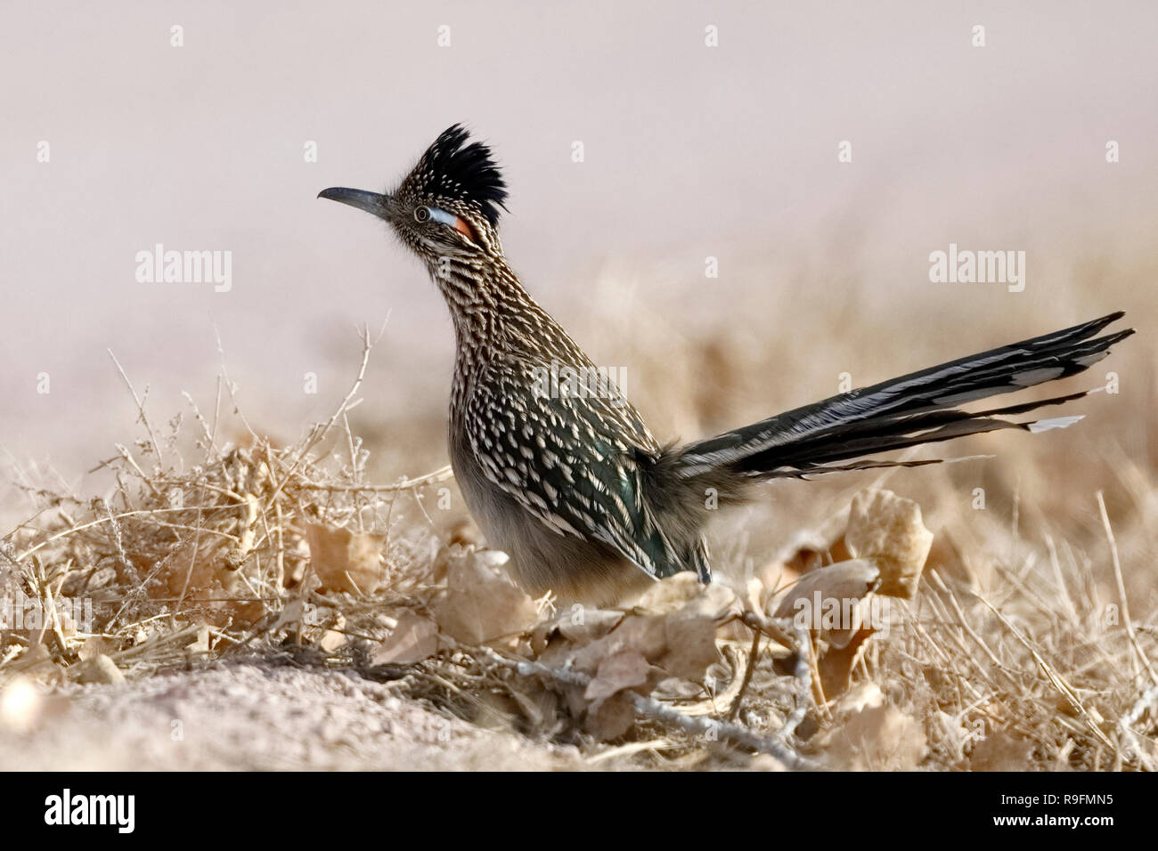 Une plus grande (Geococcyx californianus) Roadrunner - Bosque del Apache National Wildlife Refuge, Nouveau Mexique Banque D'Images