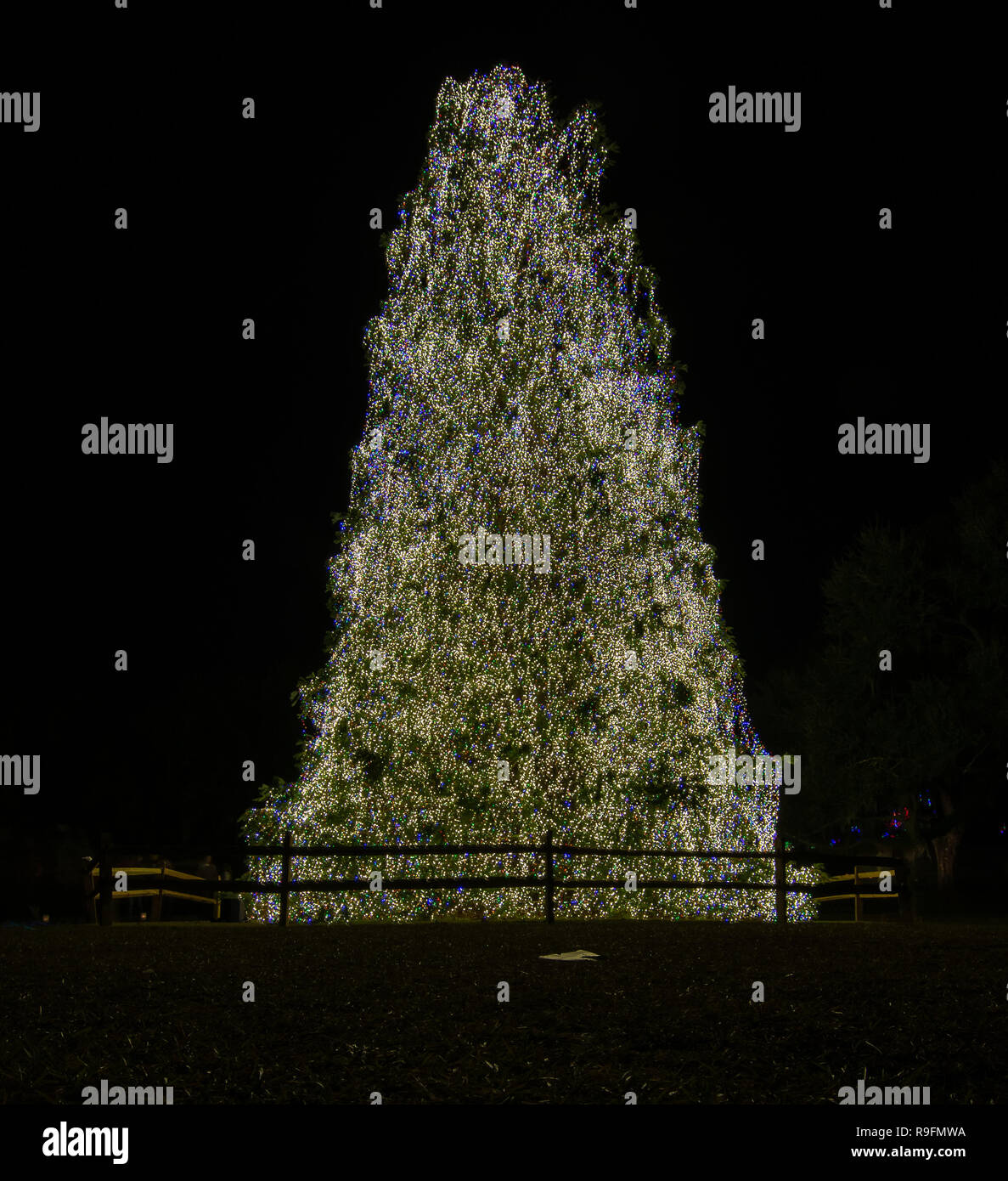 80 pieds de hauteur dans l'arbre de Noël décoré de Brookgreen Gardens 130 000 feux. Banque D'Images