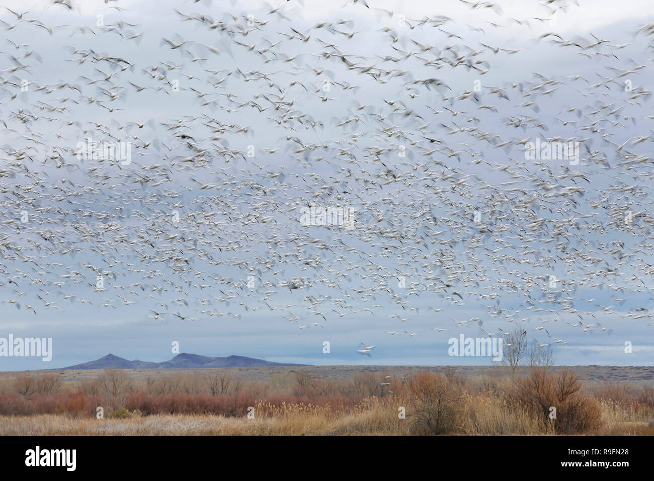 Grande bande d'oies des neiges (Chen caerulescens) floue en vol - Bosque del Apache National Wildlife Refuge, Nouveau Mexique Banque D'Images