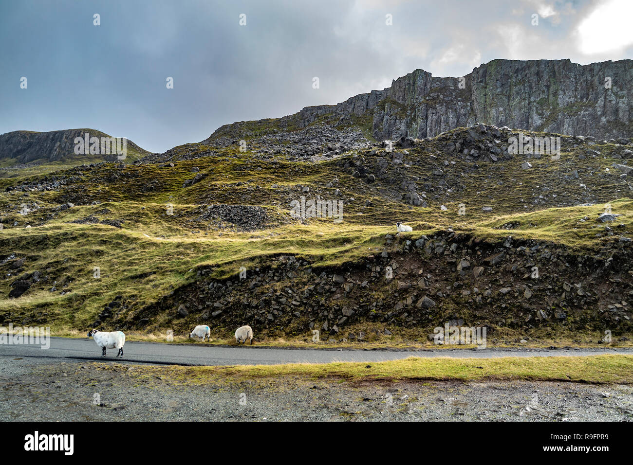 Moutons sur la route à voie unique à proximité des ruines du château de Duntulm, Isle of Skye - Ecosse. Banque D'Images