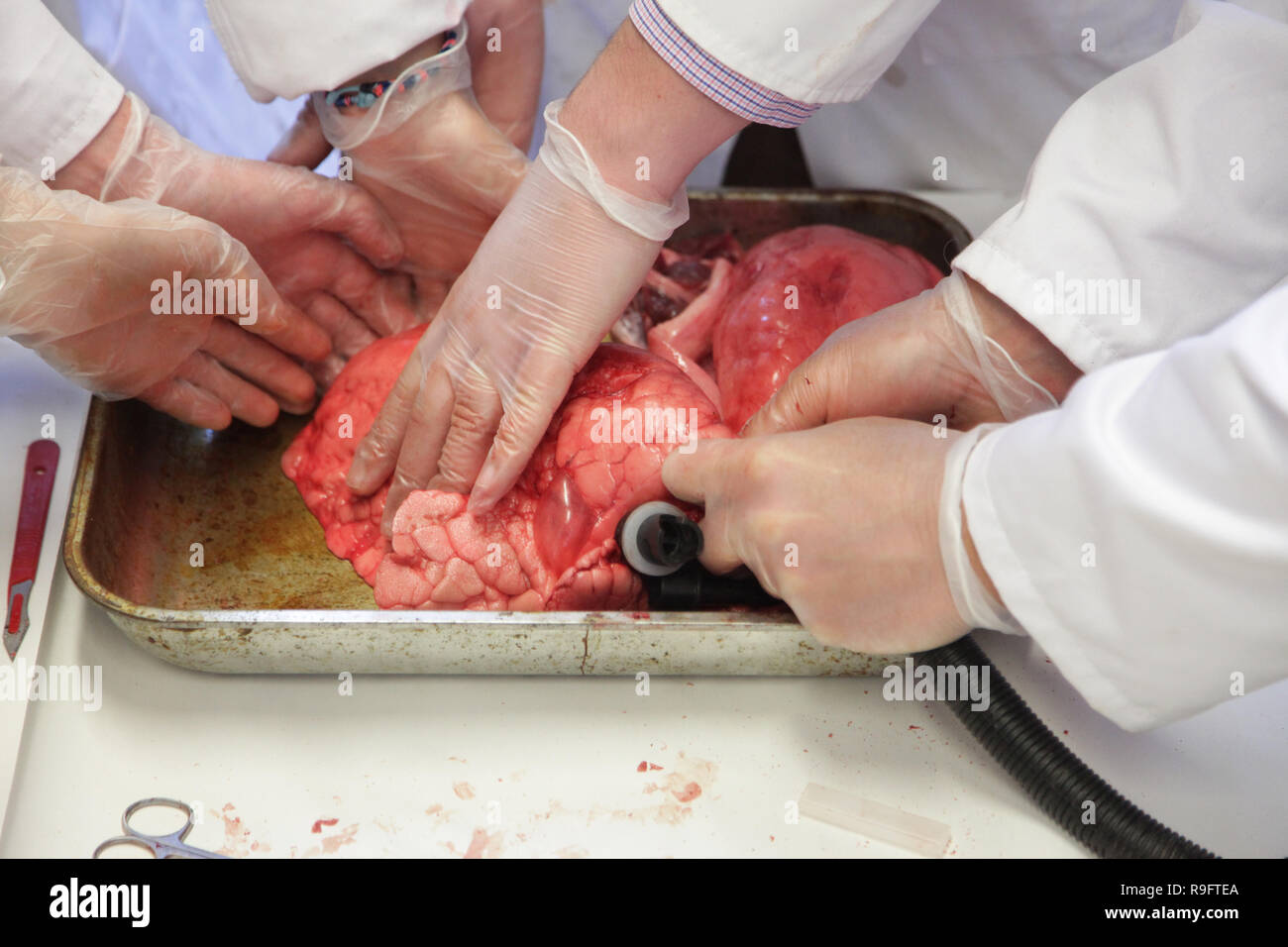 Un professeur de biologie explose un poumon avec une pompe alors que les élèves examinent les effets Banque D'Images