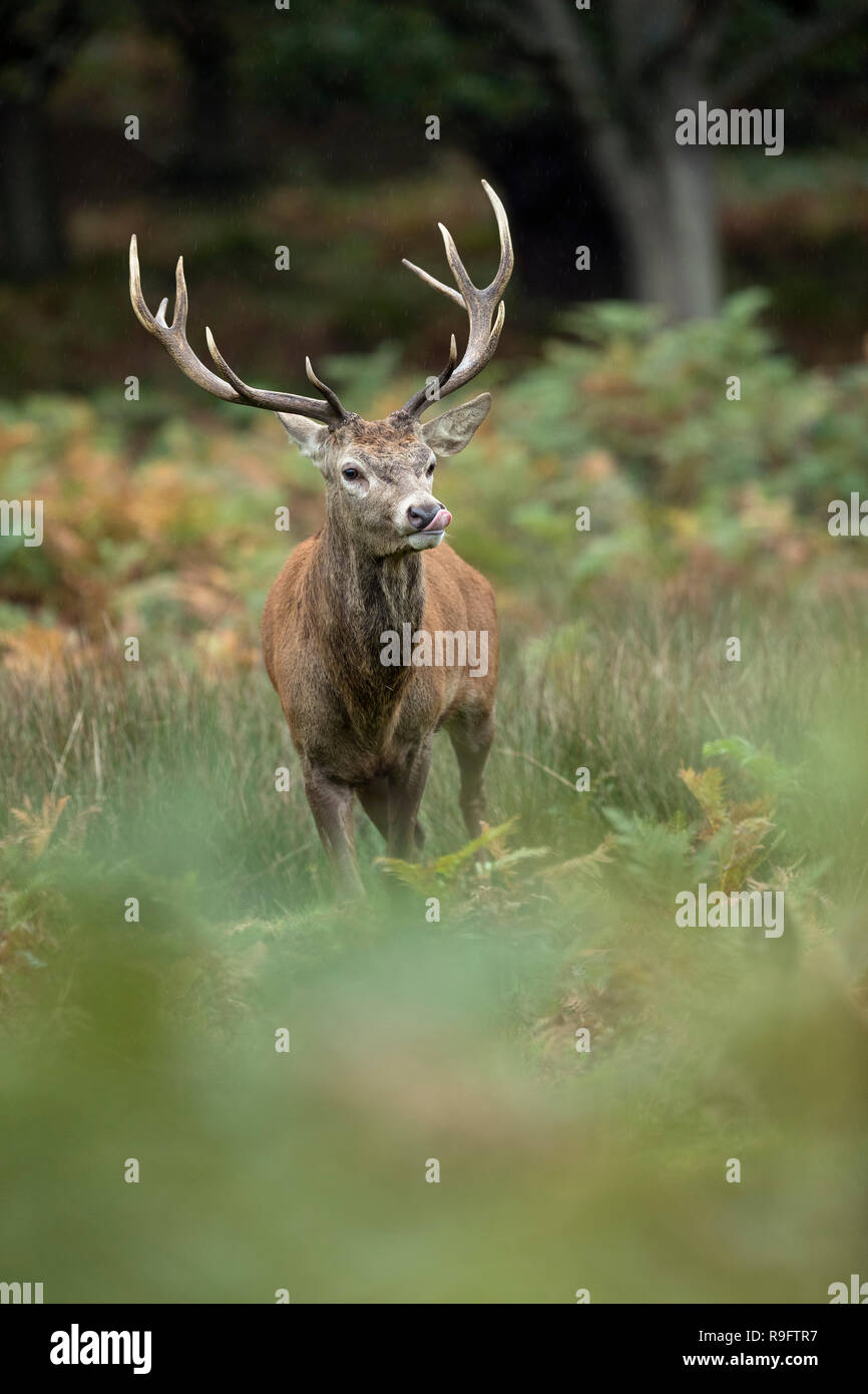 Red Deer; Cervus elaphus Single; Stag; Royaume-Uni Banque D'Images