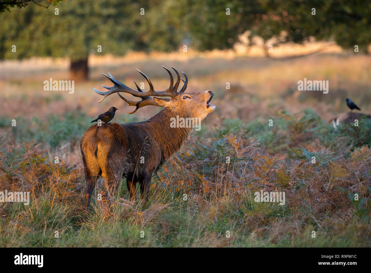 Red Deer; Cervus elaphus Single Stag Roaring; Royaume-Uni Banque D'Images