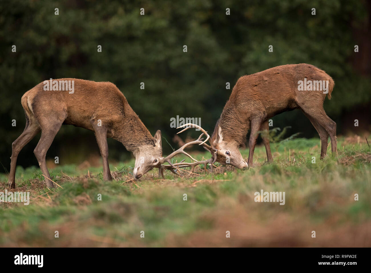 Red Deer; Cervus elaphus Two; Stags Sparring; Royaume-Uni Banque D'Images