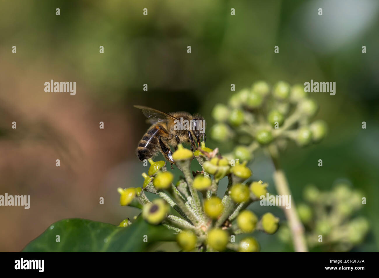 L'exploitation minière de lierre Colletes hederae ; d'abeilles sur les Fleurs de lierre unique ; Cornwall UK Banque D'Images