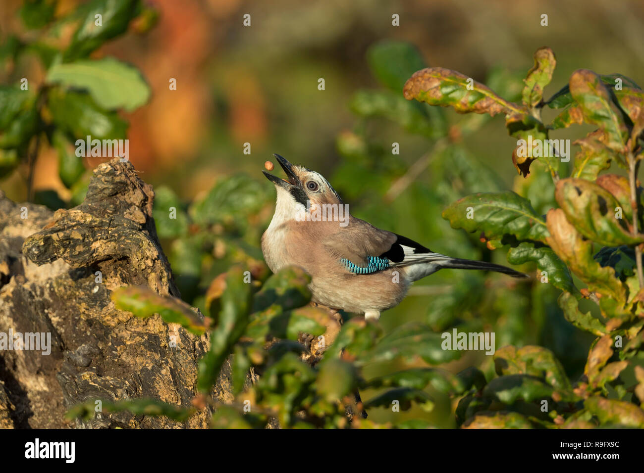 Jay Garrulus glandarius ; seule une cacahuète de manger ; Cornwall UK Banque D'Images