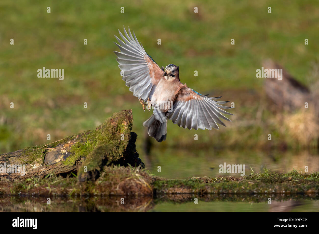 ; Jay Garrulus glandarius seul en vol Cornwall, UK Banque D'Images