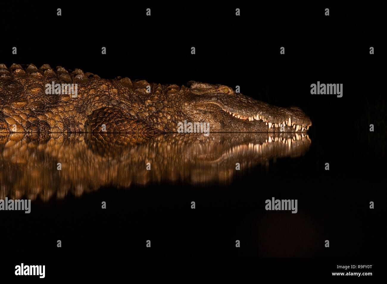 Le crocodile du Nil (Crocodylus niloticus) la nuit, Zimanga Private Game Reserve, KwaZulu-Natal, Afrique du Sud Banque D'Images