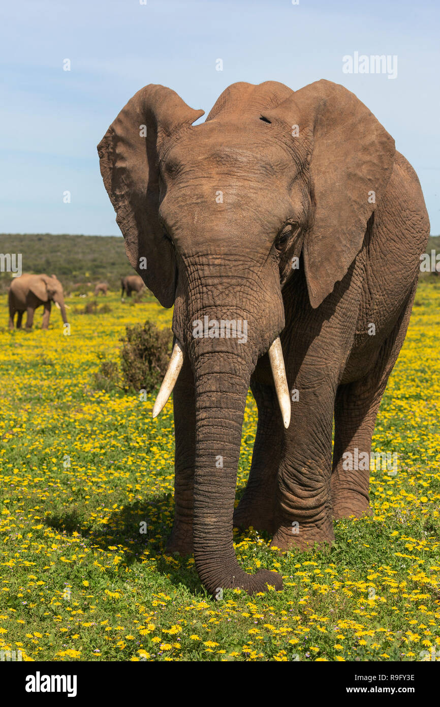 L'éléphant africain (Loxodonta africana) dans springflowers, Addo Elephant National Park, Eastern Cape, Afrique du Sud, Banque D'Images