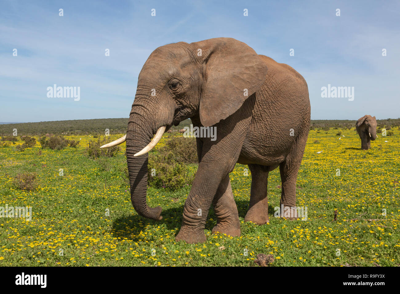 Les éléphants d'Afrique (Loxodonta africana) dans springflowers, Addo Elephant National Park, Eastern Cape, Afrique du Sud, Banque D'Images