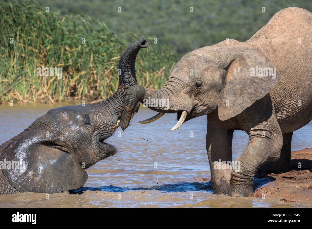 Les éléphants d'Afrique (Loxodonta africana) jouant dans waterhole, Addo Elephant National Park, Eastern Cape, Afrique du Sud, Banque D'Images