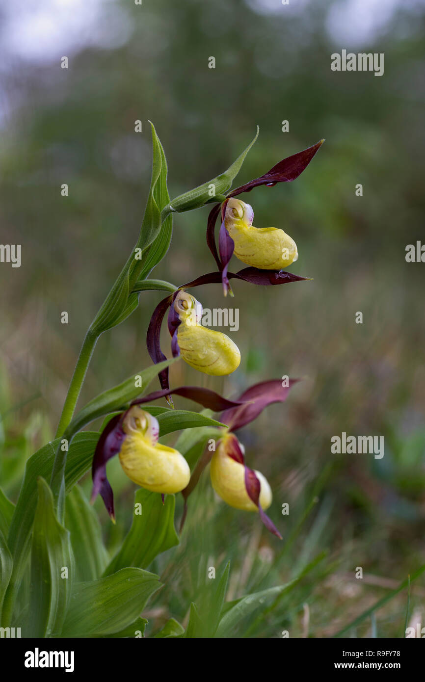 Lady's Slipper orchidée, fleur Cypripedium calceolus Cumbria UK ; Banque D'Images