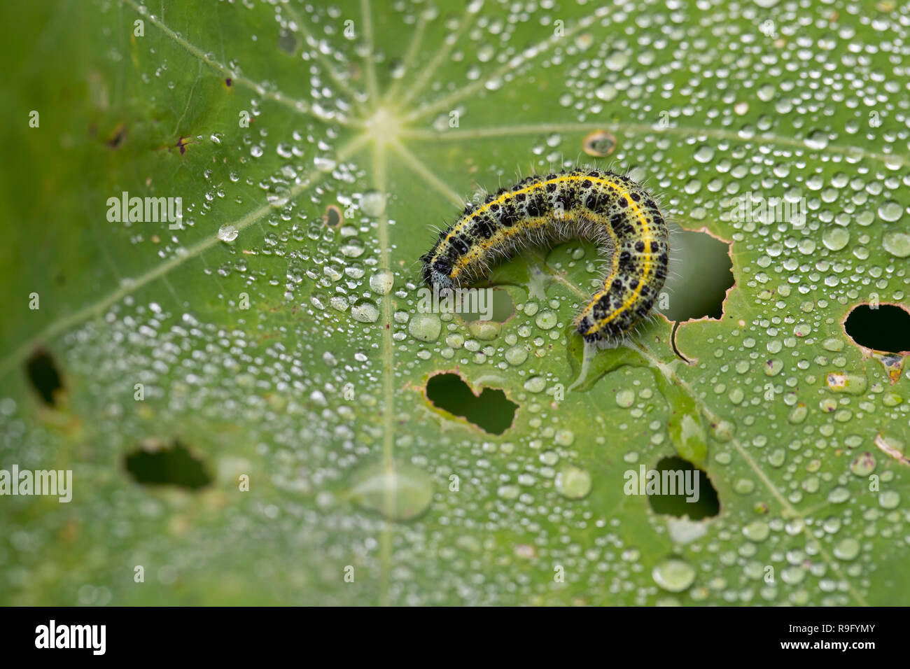 Grand Papillon Blanc Caterpillar ; Pieris brassicae seul sur Nasturtium Îles Scilly ; UK Banque D'Images
