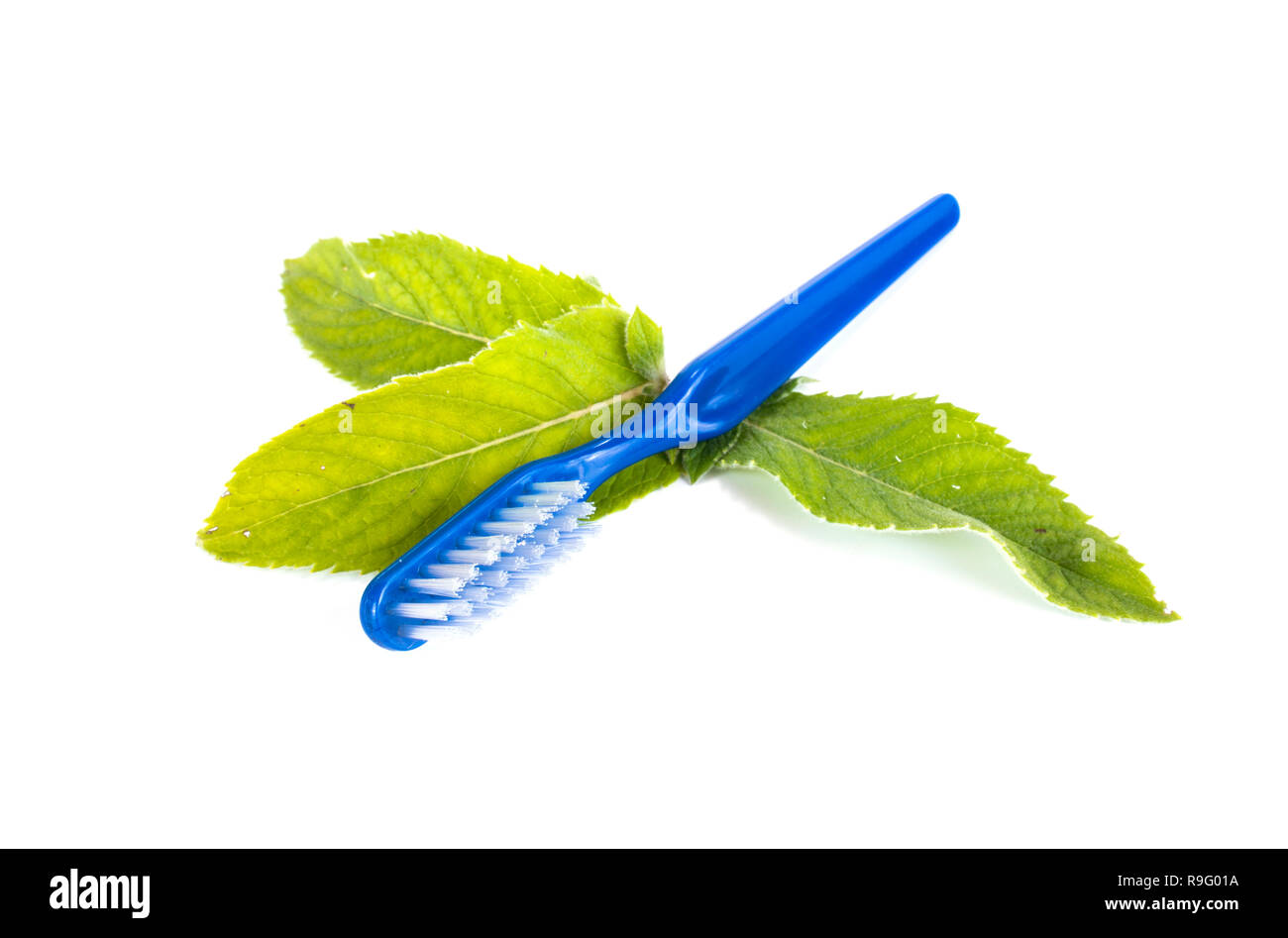 Brosse à dents bleu sur les feuilles de menthe verte fraîche Banque D'Images