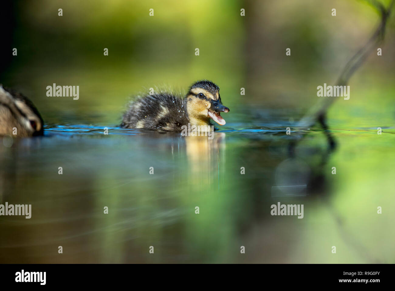 Canard colvert Anas platyrhynchos Canard ; unique ; Cornwall UK Banque D'Images