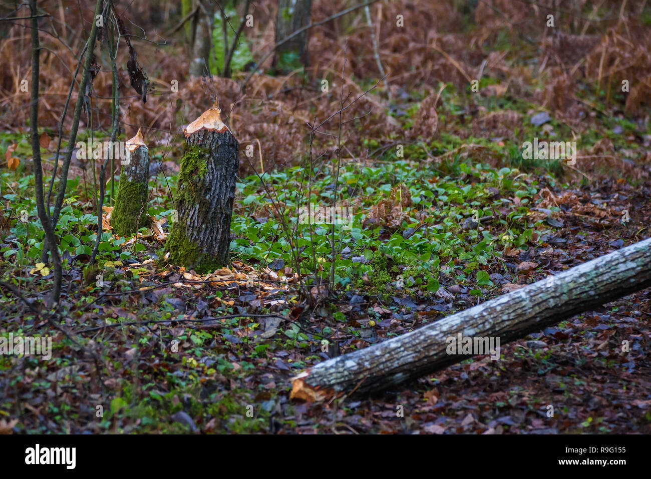 Le castor rongea tronc de l'arbre dans la forêt. Banque D'Images
