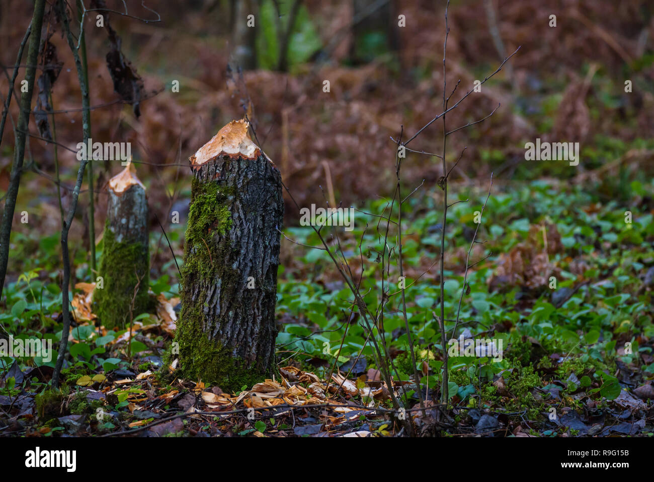 Le castor rongea tronc de l'arbre dans la forêt. Banque D'Images