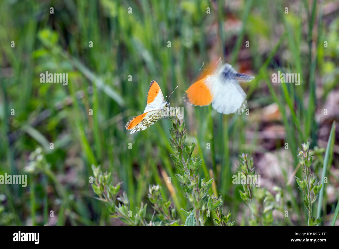 Astuce Orange Butterfly Anthocharis cardamines ; deux ; l'un en vol Hongrie Banque D'Images