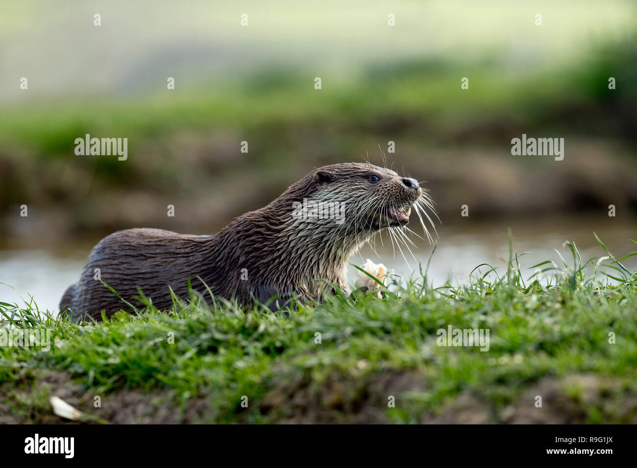 ; Loutre Lutra lutra seul manger du poisson ; Devon UK Banque D'Images