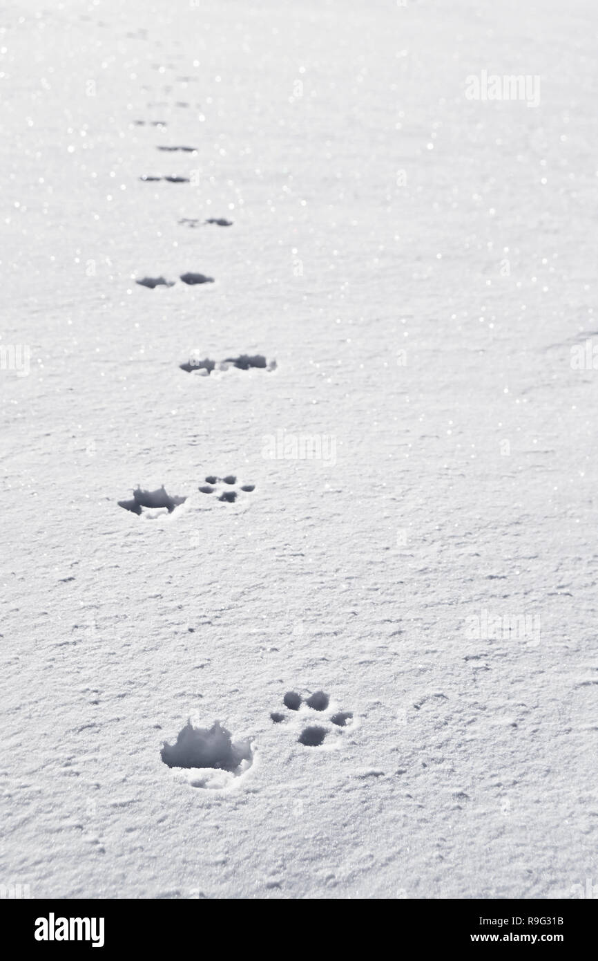Les voies du chien dans la neige Banque D'Images