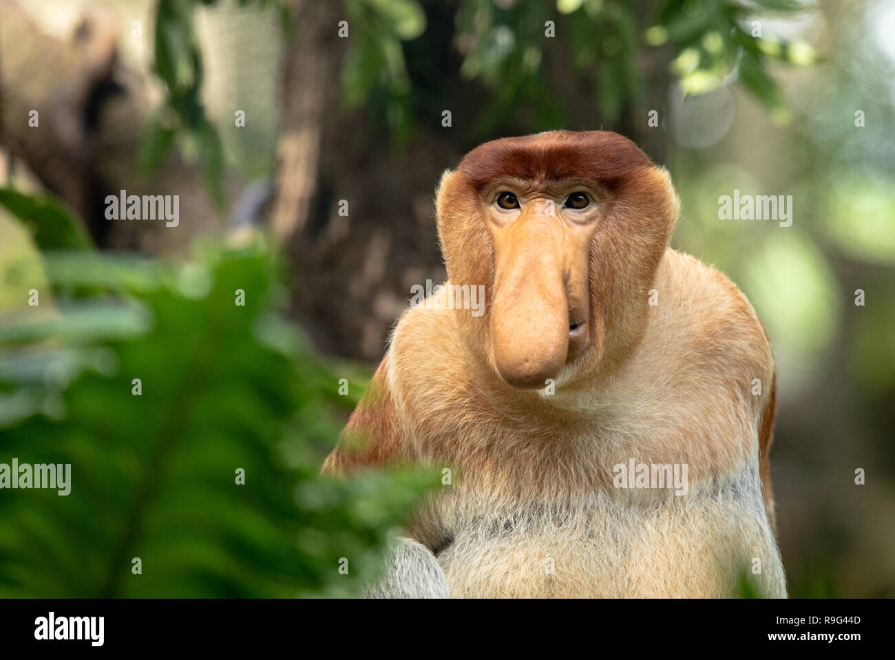 Portrait d'un homme singe Proboscis avec grand nez Banque D'Images