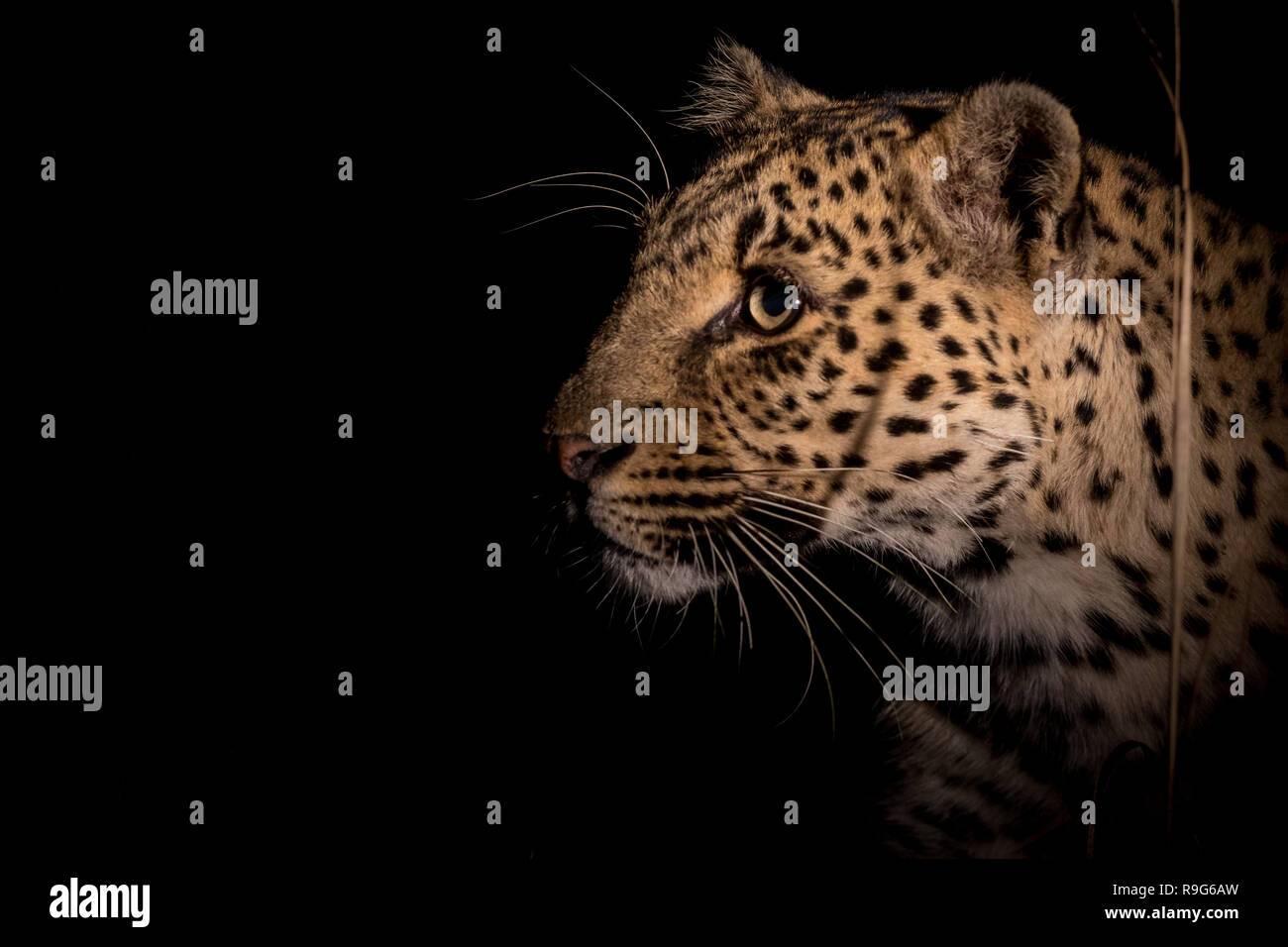 Femelle adulte leopard à l'écoute de sons étranges pendant la nuit. Banque D'Images