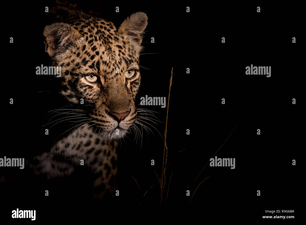 La nuit léopard insaisissable Banque D'Images