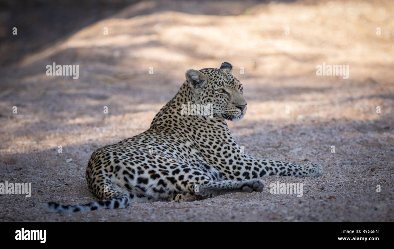 Leopard femme détendue se reposant dans son environnement naturel. Banque D'Images