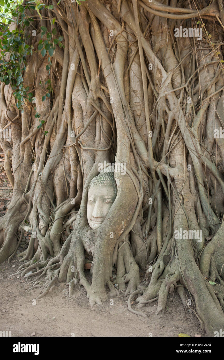 Racine de l'arbre sculpté, ruines d'Ayutthaya en Thaïlande Banque D'Images