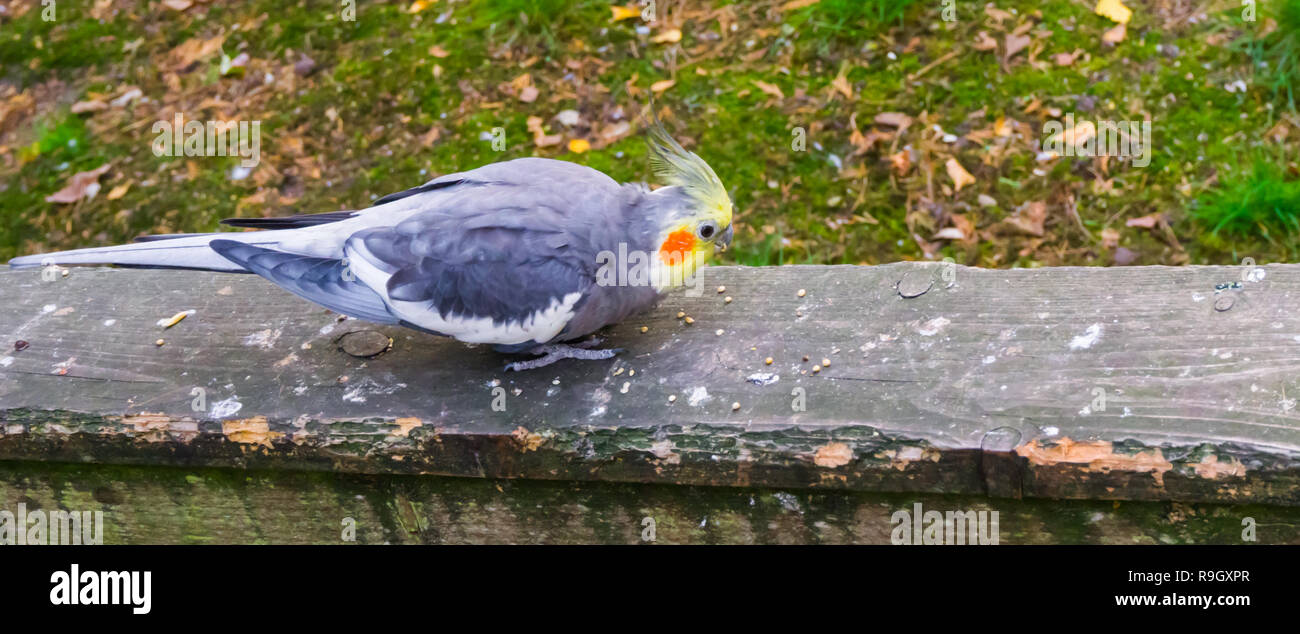 Cockatiel mâle de manger les graines sur une planche en bois, animal populaire dans l'aviculture, un petit cacatoès à partir de l'Australie Banque D'Images