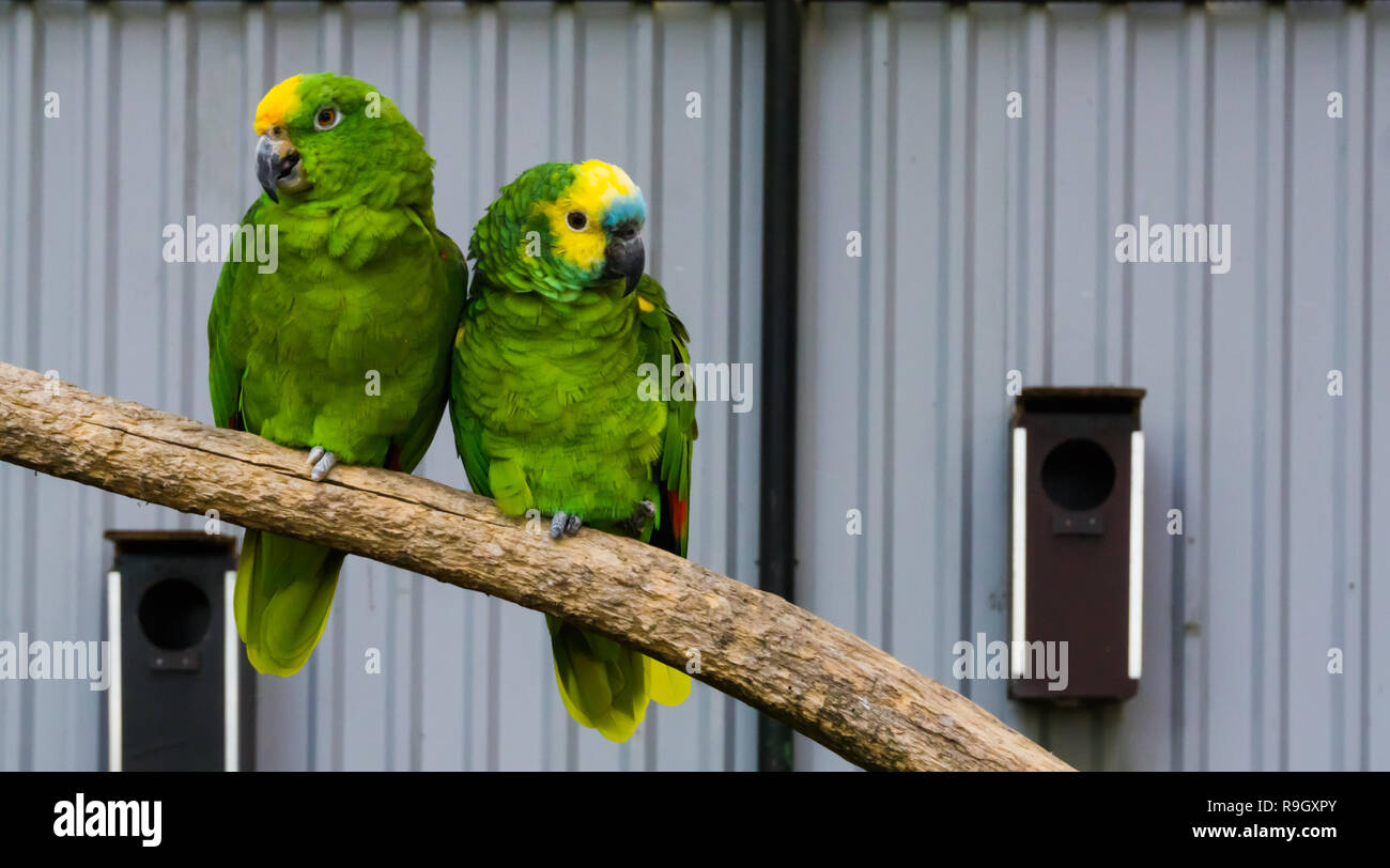Couple d'oiseaux, deux perroquets amazone vert fermer ensemble sur une  branche, un jaune et un bleu couronné amazon rieuses, oiseaux tropicaux du  bassin de l'amazonie Photo Stock - Alamy