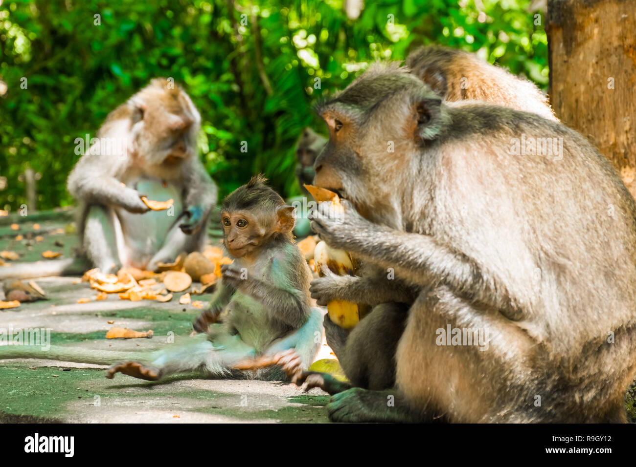 Famille des singes dans la forêt des singes, Tample à Ubud, Bali en Indonésie Banque D'Images