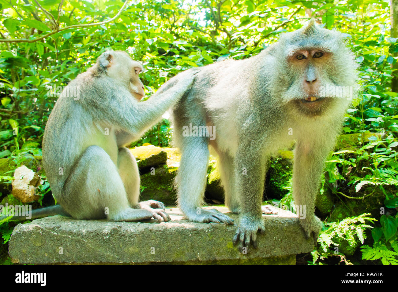 Grand mâle alpha en singe dans la forêt des singes, Tample Ubud, Bali en  Indonésie Photo Stock - Alamy