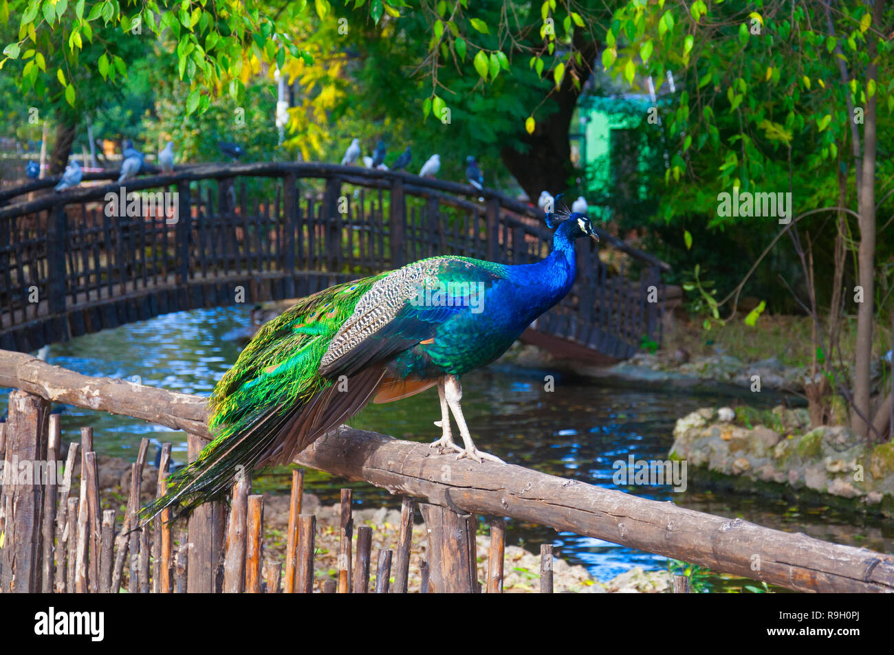 Peacock assis sur la clôture avec le fond de la rivière, l'automne Banque D'Images