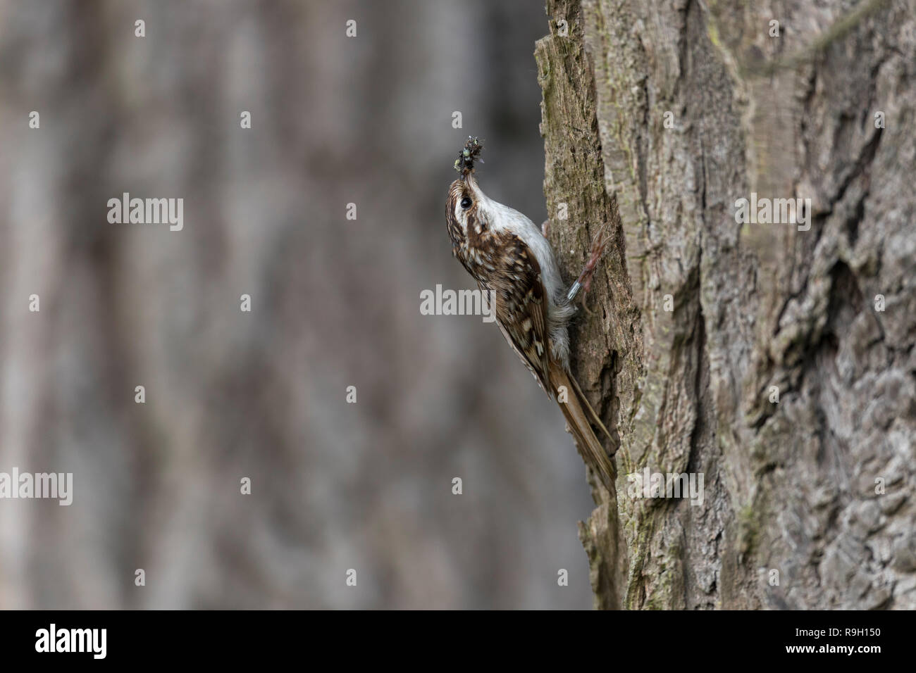 Certhia familiaris Bruant ; seul avec les insectes Cambridgeshire, Royaume-Uni Banque D'Images