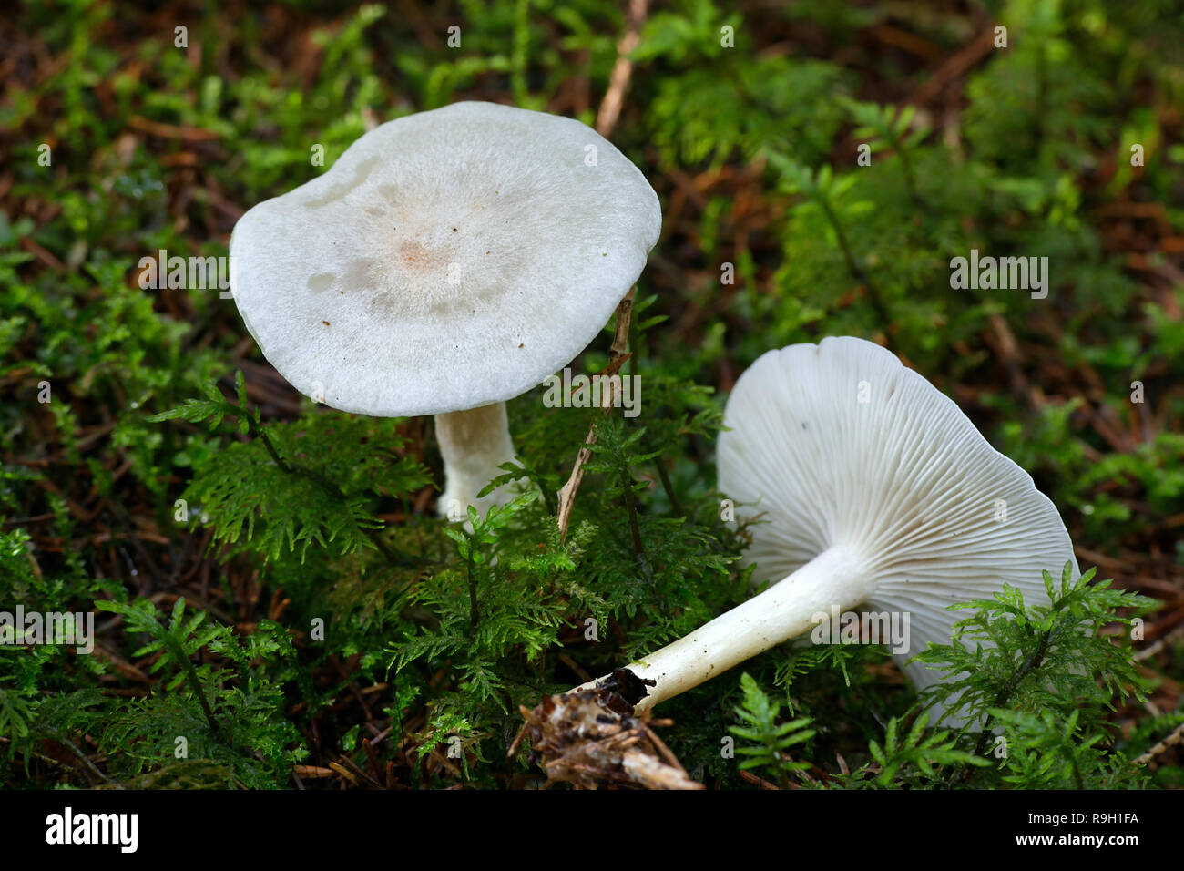 L'odora Clitocybe, également connu sous le nom de l'anis toadstool Banque D'Images