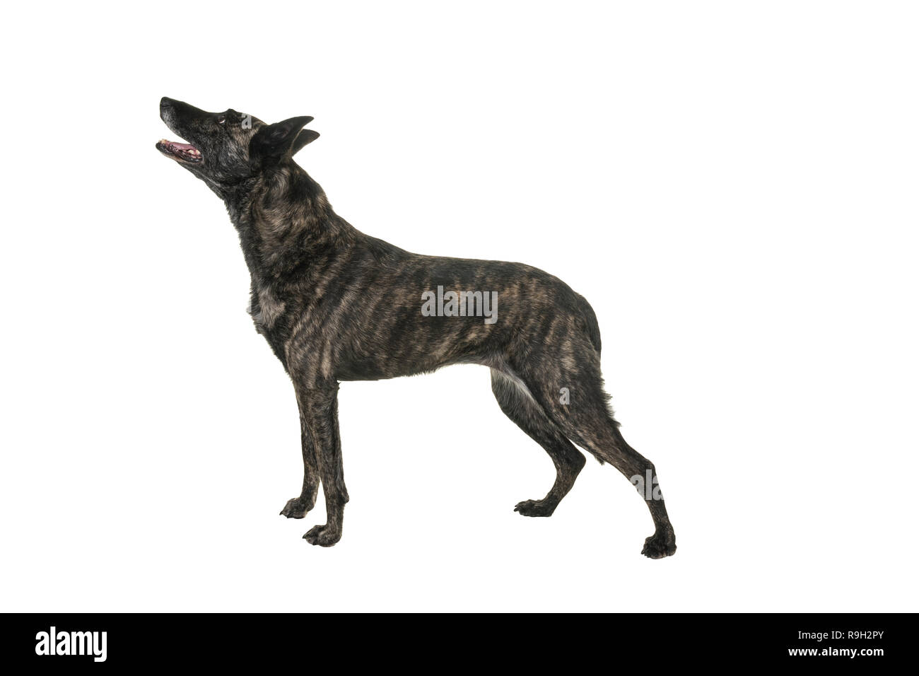 Portrait d'un Brindle Dutch shepherd dans un studio isolé sur fond blanc Banque D'Images