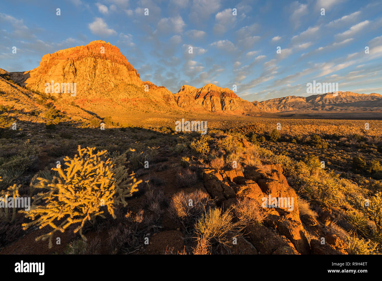 La lumière du matin sur les pics et cholla cactus au Red Rock Canyon National Conservation Area. Une zone naturelle populaire à 32 kilomètres de la bande de Las Vegas. Banque D'Images