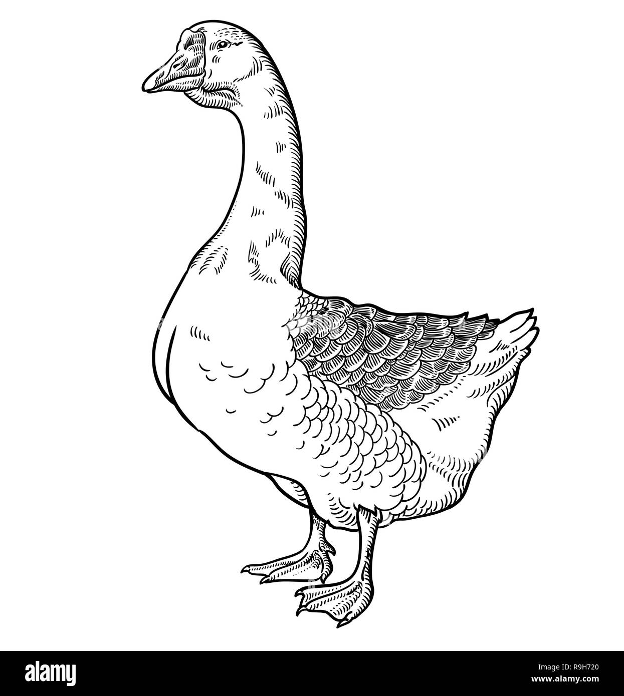 L'oie blanche, l'oie à la main, croquis d'illustration vectorielle, goose isolé sur fond blanc Illustration de Vecteur