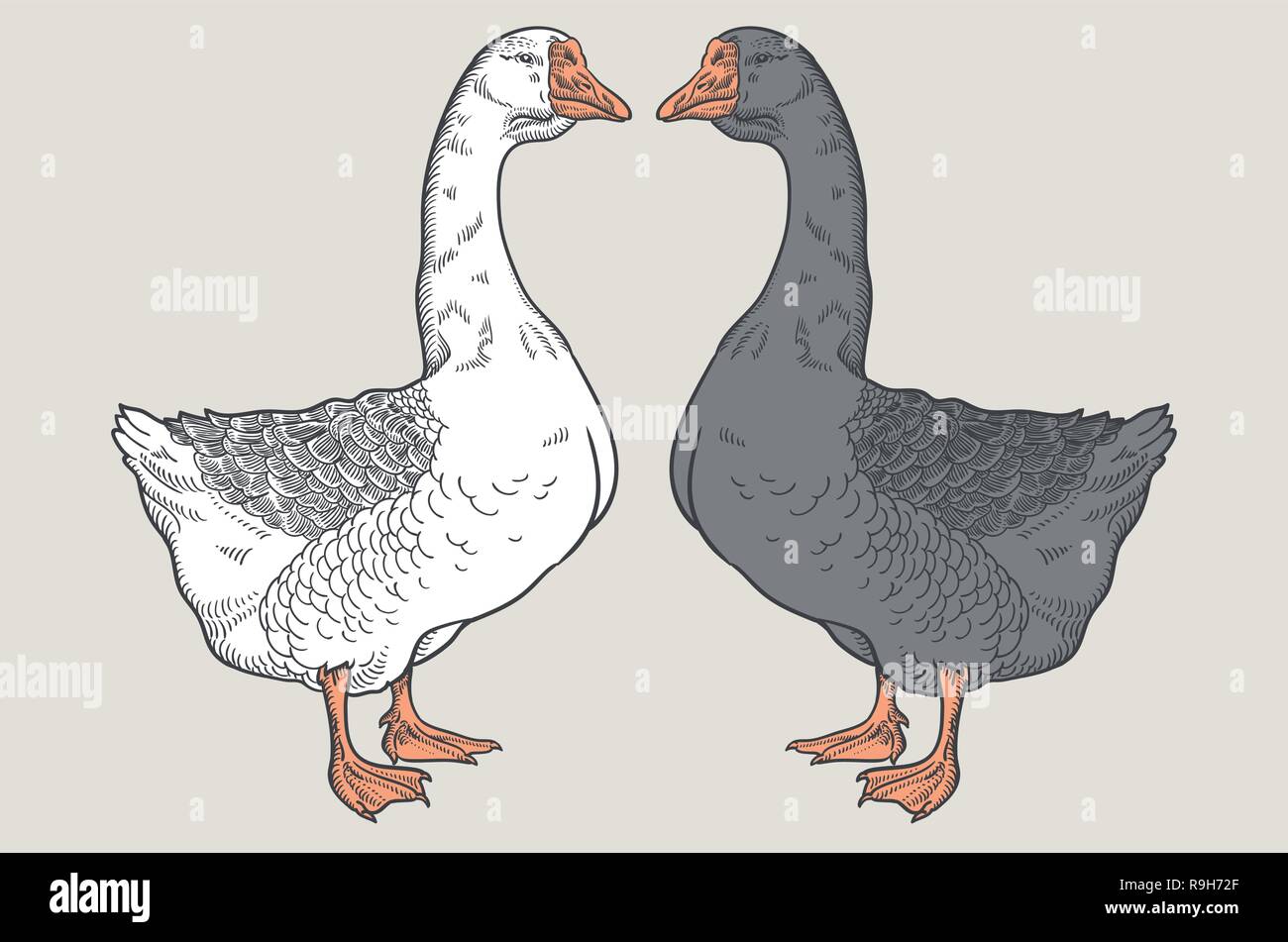 L'oie blanche, l'oie grise, de l'oie à la main, de la volaille, croquis d'illustration vectorielle Illustration de Vecteur