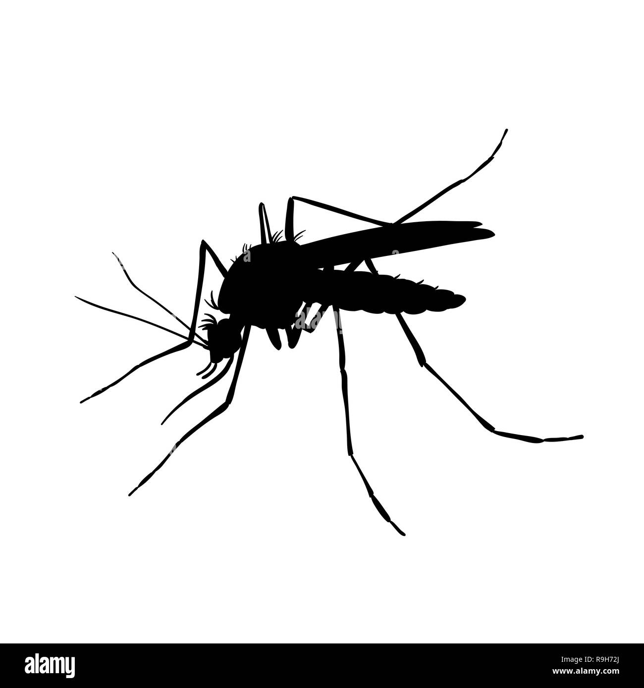 Moustique. Dessin en noir et blanc à la main. Silhouette Illustration de Vecteur
