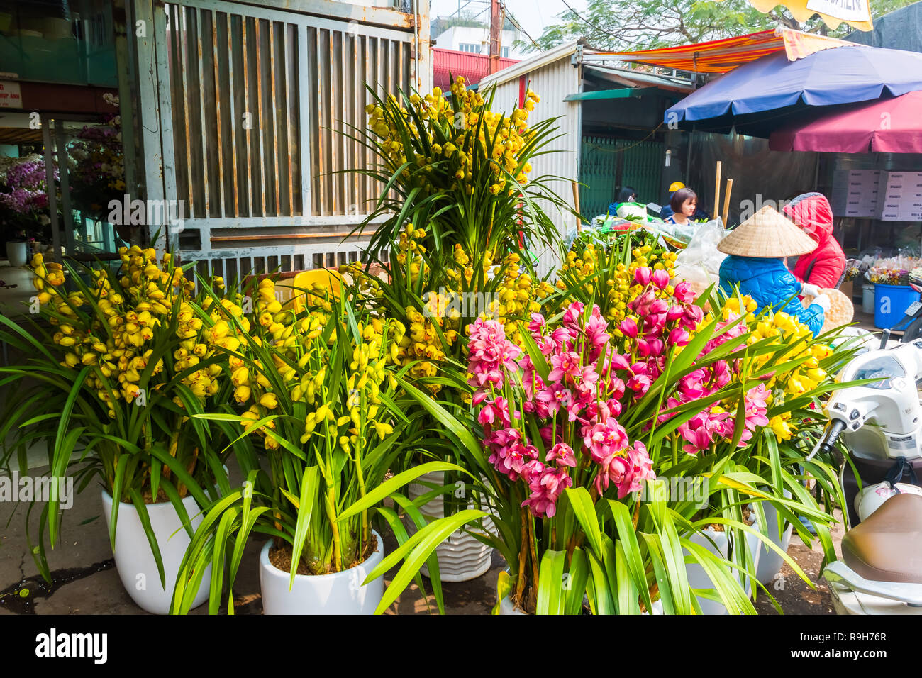 La floraison des orchidées colorées dans la ferme d'orchidées, Hanoi, Vietnam en Asie Banque D'Images
