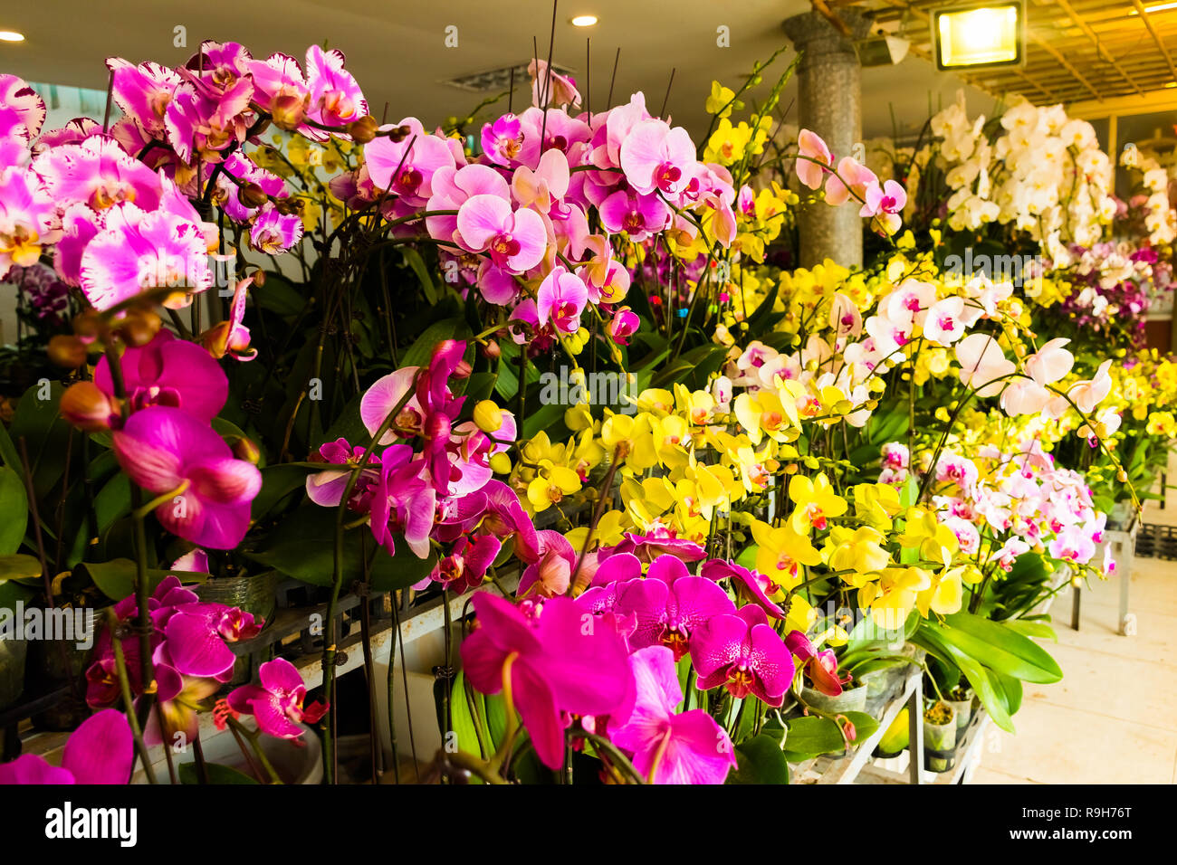 La floraison des orchidées colorées dans la ferme d'orchidées, Hanoi, Vietnam en Asie Banque D'Images