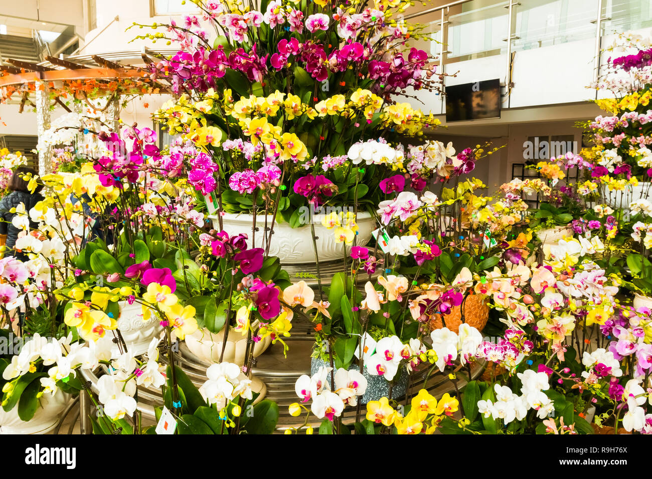 La floraison des orchidées colorées dans la ferme d'orchidées, Hanoi, Vietnam en Asie Banque D'Images