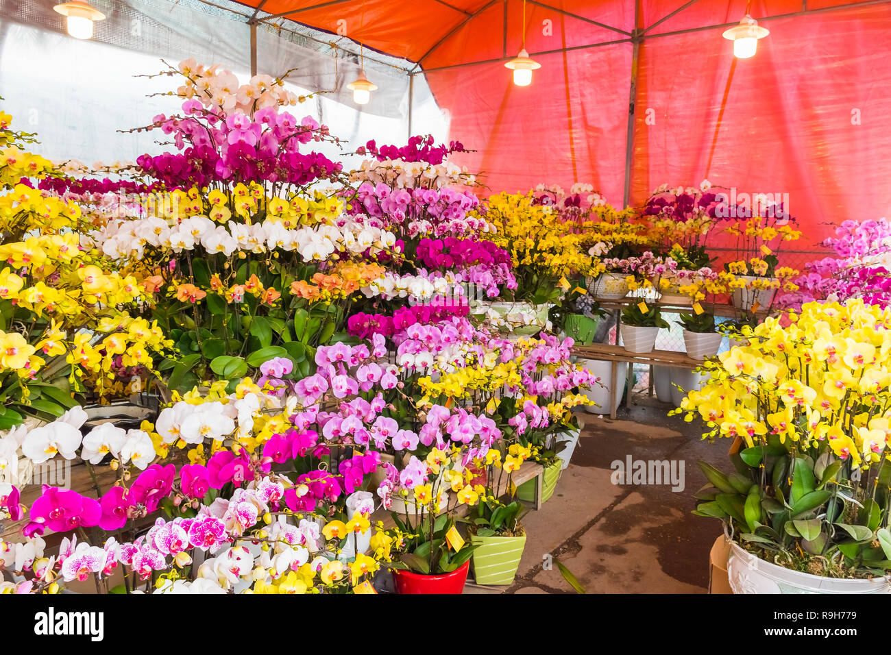 HANOI, VIETNAM - 14 février : vendeuse de fleurs non identifiées à l'Quang Ba marché aux fleurs le 14 février 2018 à Hanoi, Vietnam en Asie Banque D'Images