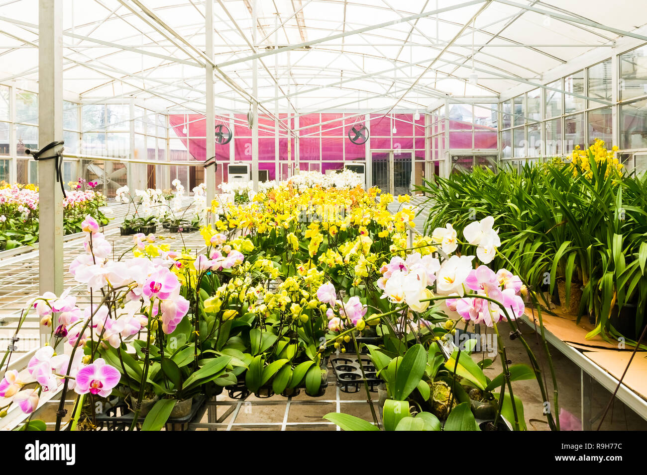 La floraison des orchidées colorées dans la ferme d'orchidées, Hanoi, Vietnam en Asie Banque D'Images