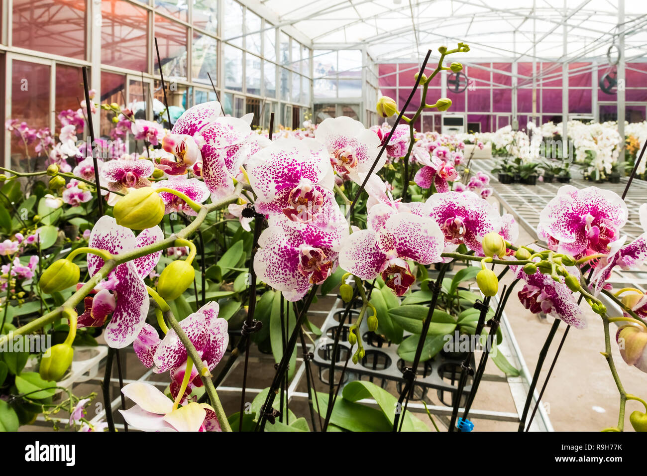 La floraison des orchidées colorées dans la ferme d'orchidées, Hanoi, Vietnam en Asie Banque D'Images