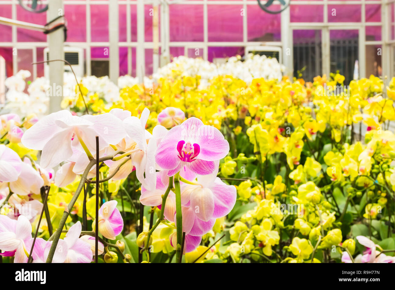 La floraison des orchidées colorées dans la ferme d'orchidées, Hanoi, Vietnam en Asie Banque D'Images
